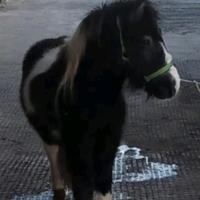 Pony