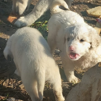 Cani incrocio maremanno