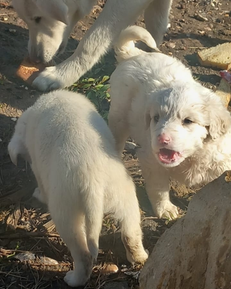 Cani incrocio maremanno