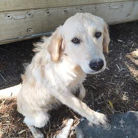 Vaniglia simil labrador