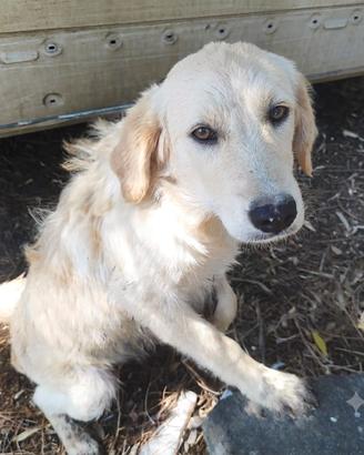 Vaniglia simil labrador