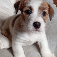 Jack Russell Terrier Maschio