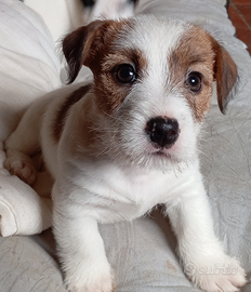 Jack Russell Terrier Maschio