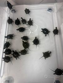 Tartarughe