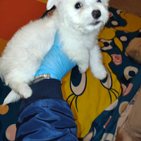 Cuccioli maltese barboncino