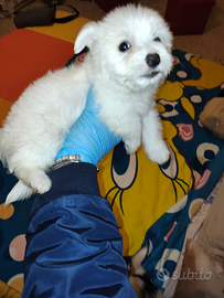 Cuccioli maltese barboncino