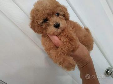 Maschietto Barboncino mini toy