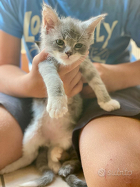 Maine coon