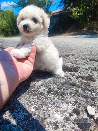 Maltipoo Cucciole