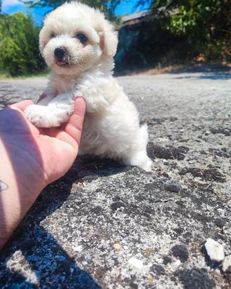 Maltipoo Cucciole