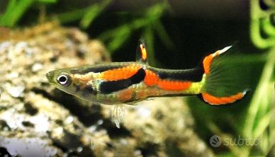 pesci guppy per acquario dolce
