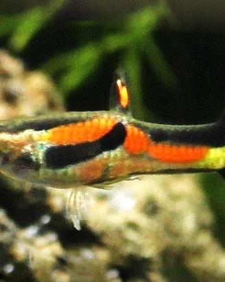 pesci guppy per acquario dolce