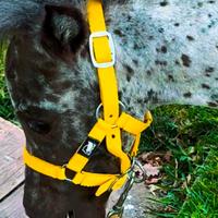 Pony appaloosa Femmina