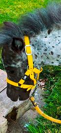 Pony appaloosa Femmina
