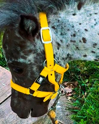 Pony Shetland appaloosa Femmina