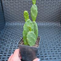 Opuntia pianta 