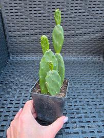 Opuntia pianta 