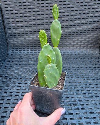 Opuntia pianta 