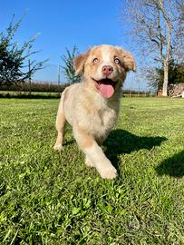 Cuccioli - Australian Shepherd/Pastore Australiano