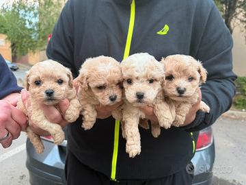 Cuccioli maltipoo toy