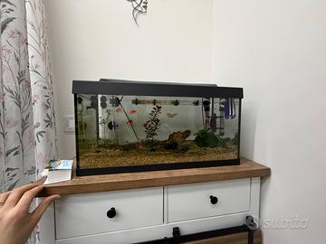 Acquario 50 litri