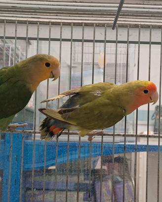 Inseparabili Roseicollis