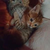 Dolcissime tigrottine