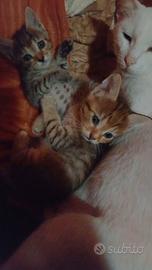 Dolcissime tigrottine