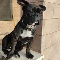Bulldog francese