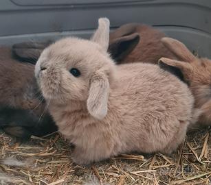 Ariete nano coniglio