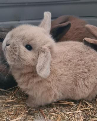 Ariete nano coniglio