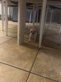 Chihuahua