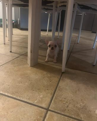 Chihuahua