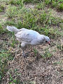 Galletti Araucana Inglese Lavanda