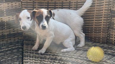 Jack Russel cuccioli femmina