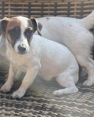 Jack Russel cuccioli femmina
