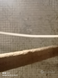 Cocuri pappagalli coppia