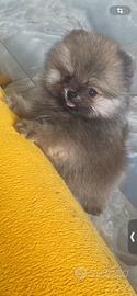 Spitz Pomerania Nano