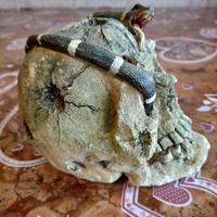 Teschio arredo acquario