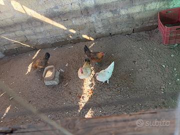 Vend 3 checherenelli 1 gallo info priv
