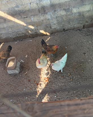 Vend 3 checherenelli 1 gallo info priv