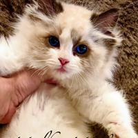 Gattino RAGDOLL con Pedigree