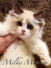 Gattino RAGDOLL con Pedigree