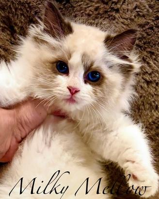 Gattino RAGDOLL con Pedigree