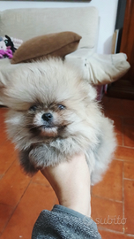 Spitz della pomerania