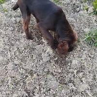 Cucciolo cane da tartufo