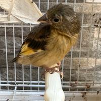 Ibridi cardinalino canarino cardellino