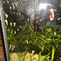 Lumache melanoide tubercolaria acquario dolce