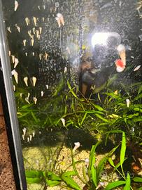 Lumache melanoide tubercolaria acquario dolce