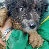 Cuccioli pastore del bergamasco